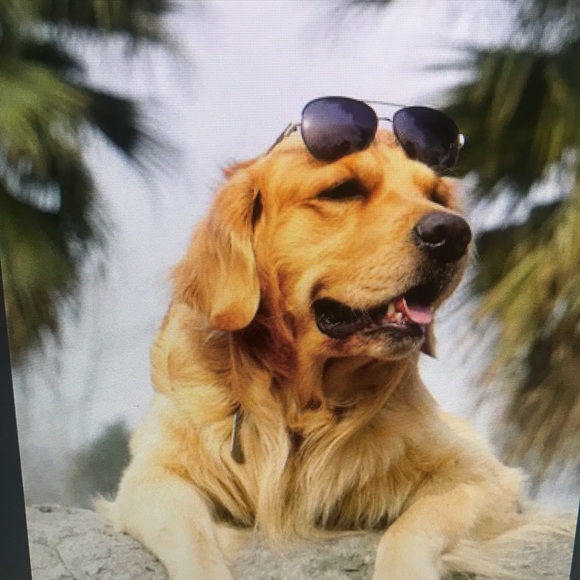 Meet your Posher, Felix - Picture 1 of 1